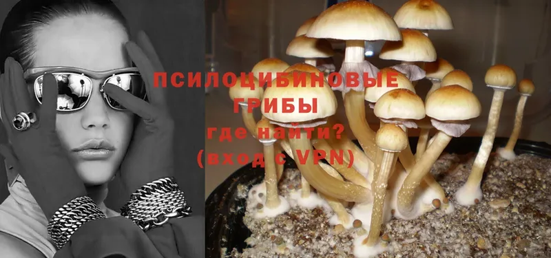 Псилоцибиновые грибы Psilocybe  Катайск 